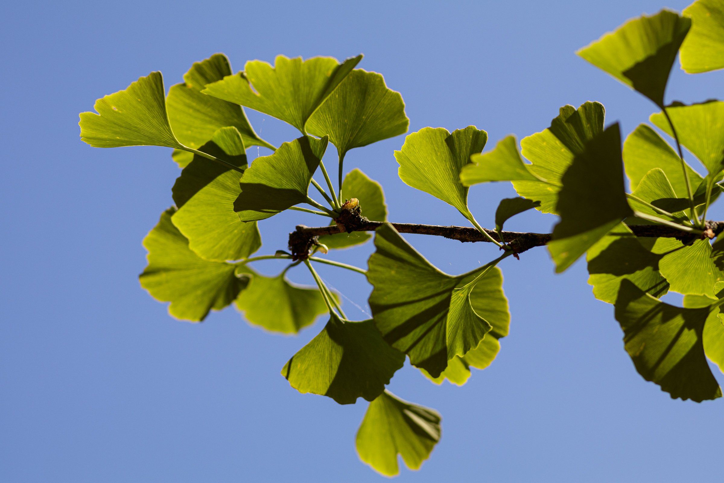 Branch of a ginkgo tree with green leaves set against a blue sky.