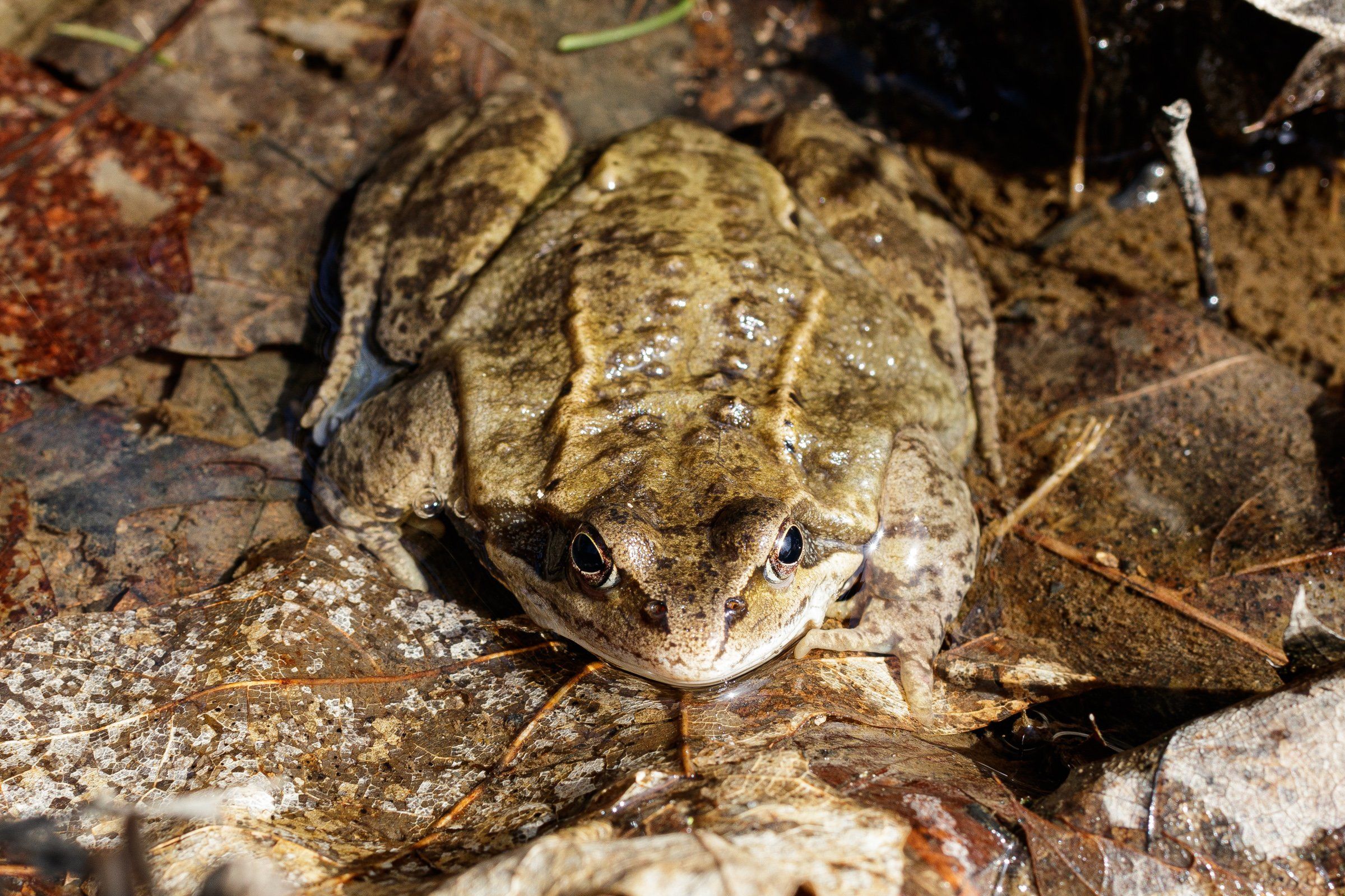 A frog sitting in mud looking directly at the camera.