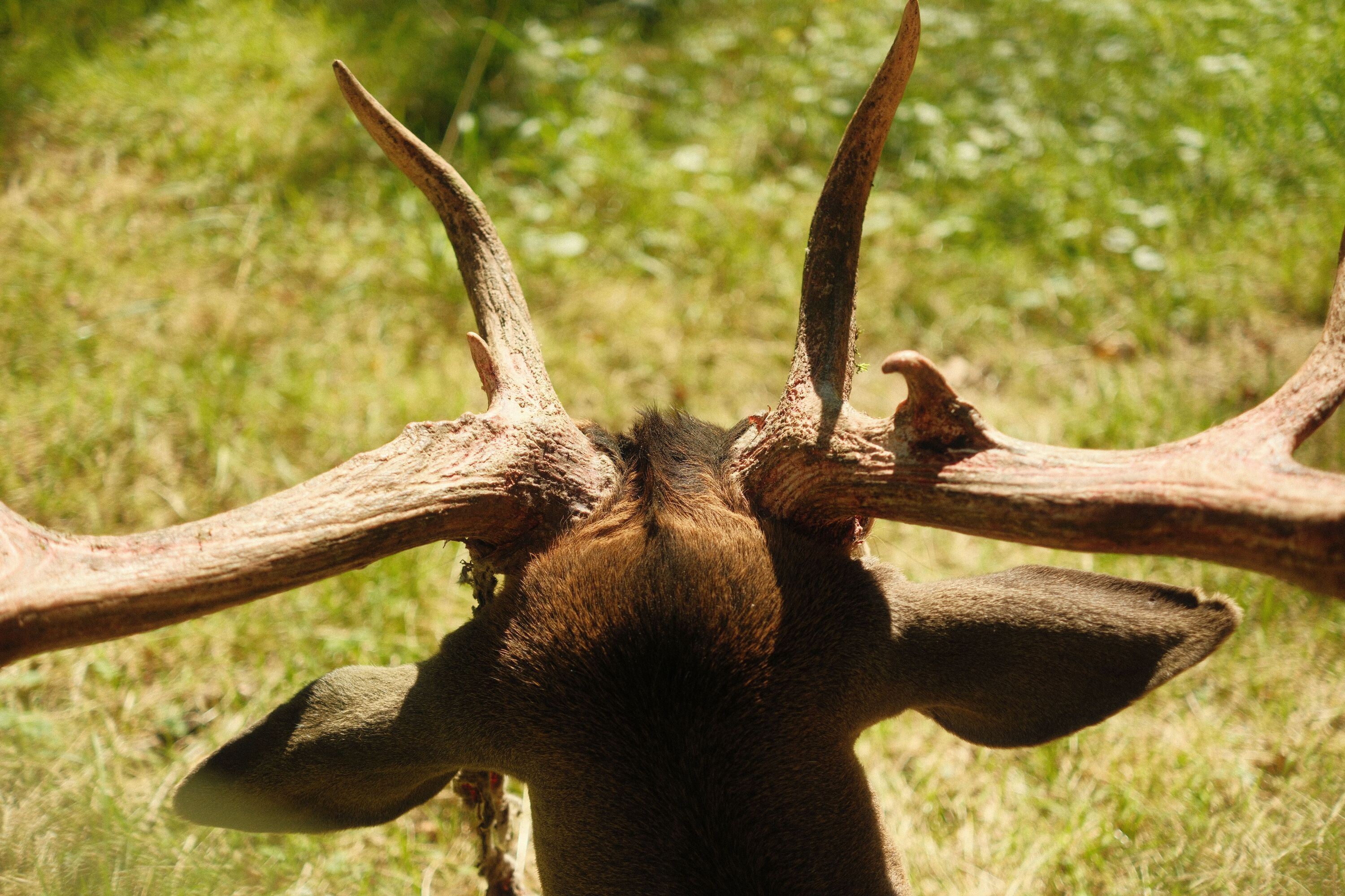 A stag with large antlers.