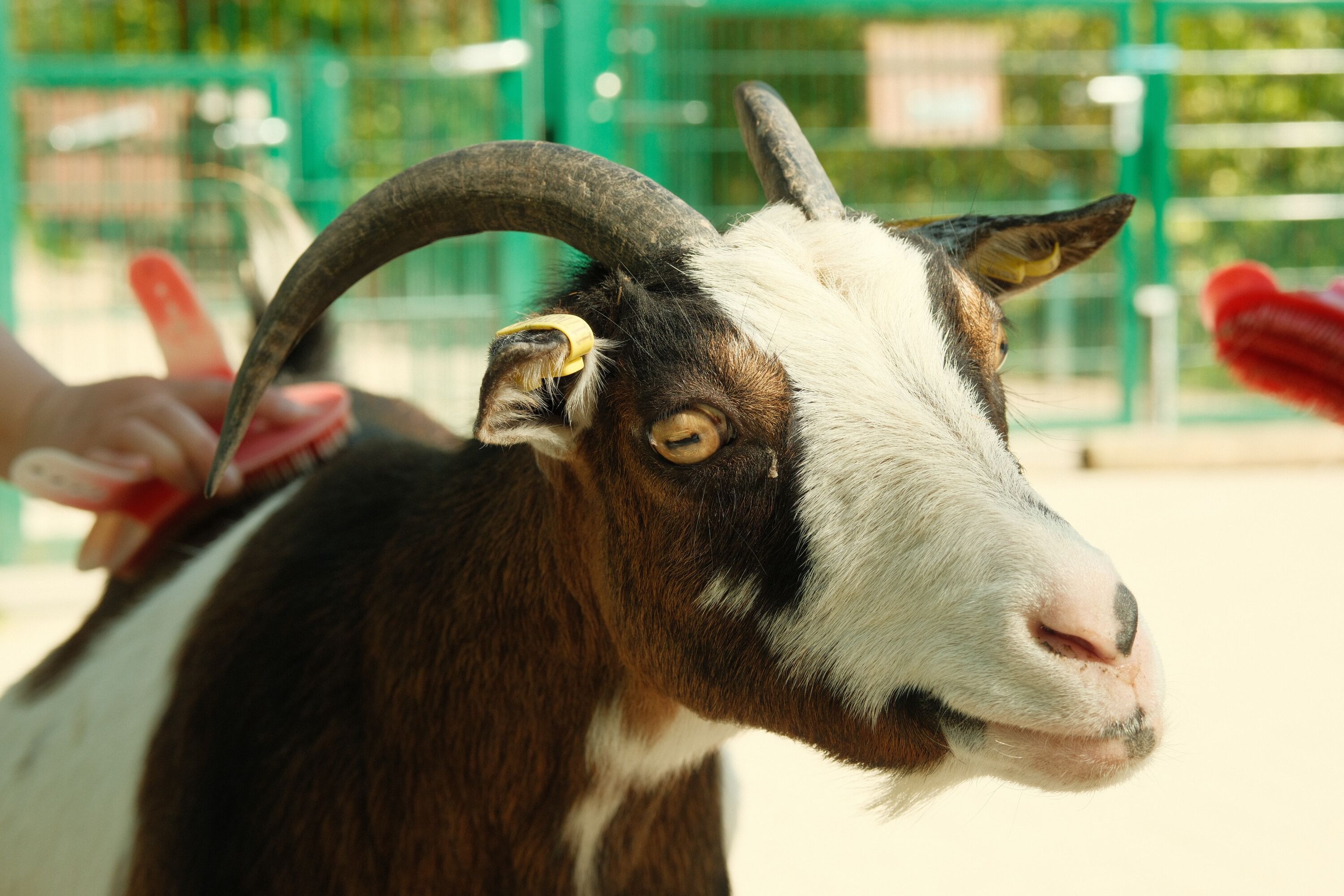 A goat with a seeming smile, tilting its head slightly.