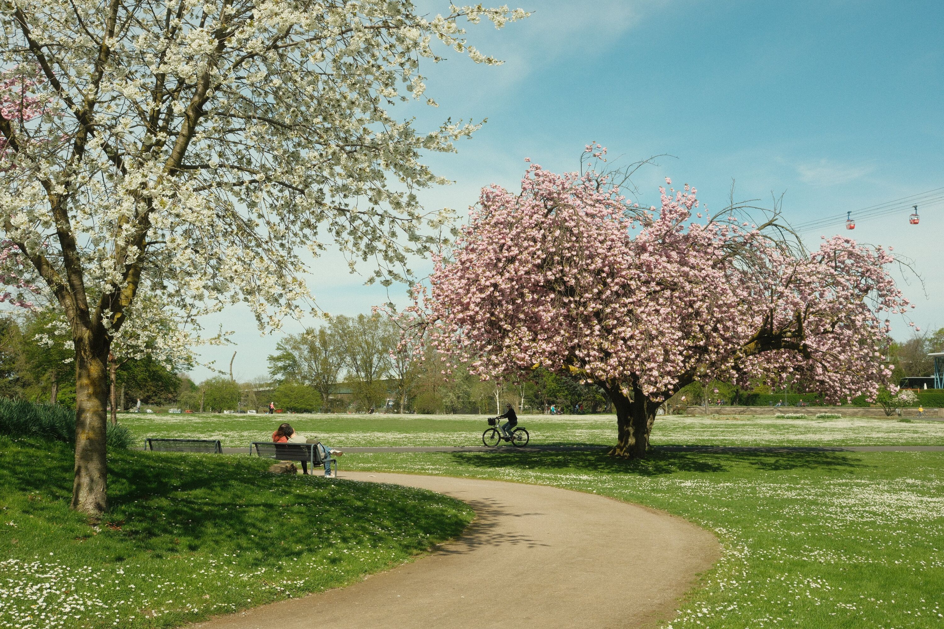 A cherry blossom tree in full bloom, a cyclist driving beneath it, and a couple on a bench is enjoying the view.