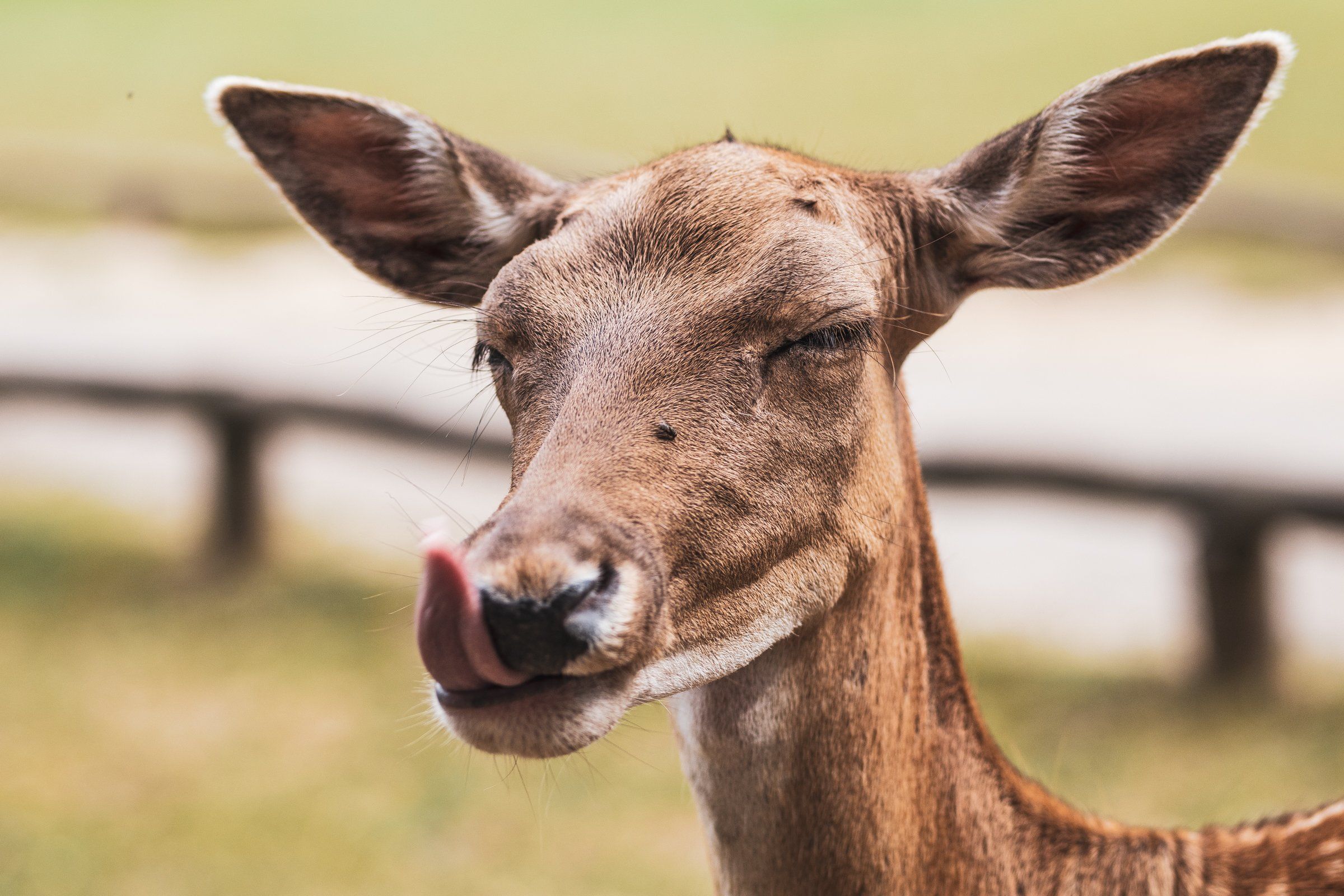 A deer licking its lips with closed eyes after eating a tasty apple