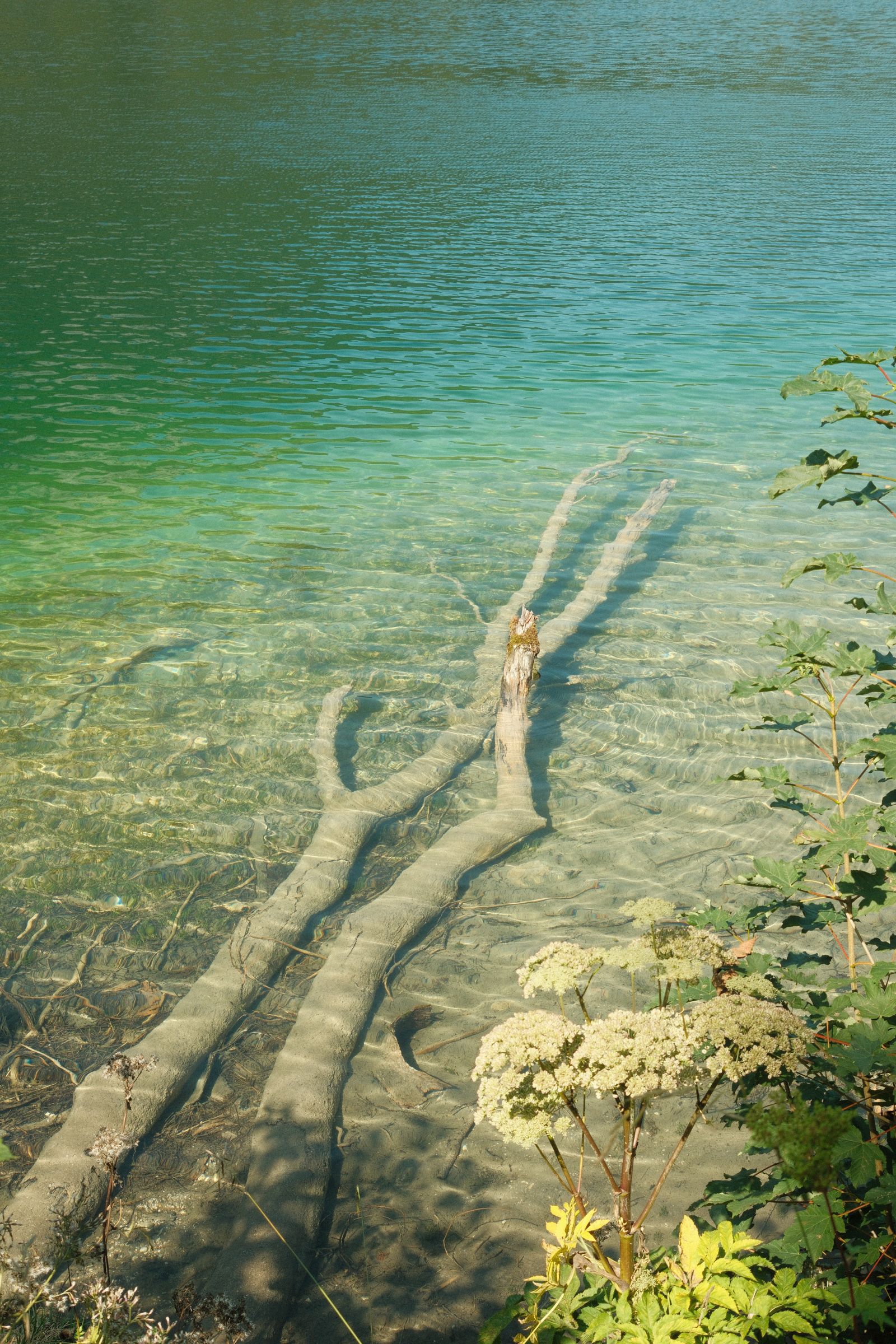 Tree trunks submerged below turquoise water.